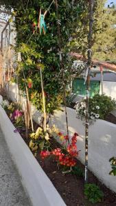 A garden outside Eirinis home