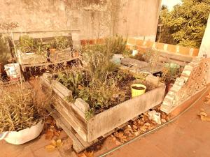 un jardín con algunas plantas en cajas de madera en Casa del Arbol en Presidente Roque Sáenz Peña