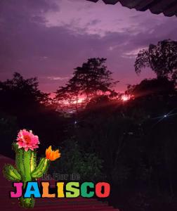 une photo d’un cactus avec un coucher de soleil en arrière-plan dans l'établissement La Flor de Jalisco, à Calarcá