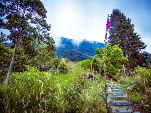 a path in the middle of a field with trees at Glamping Entre Nubes in Zipacón