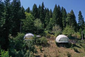two tents in the middle of a forest at Ajara Glamping Kokotauri in Keda