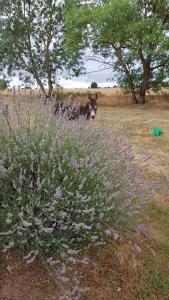 Ogród w obiekcie Camping La Petite Houmée