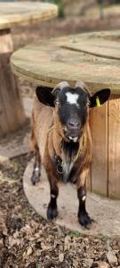 a goat standing in front of a table at Gites Ferme de la Baie in Roz-sur-Couesnon