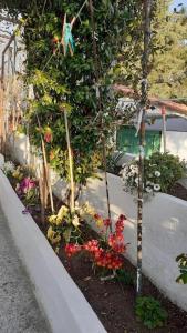 A garden outside Eirinis home