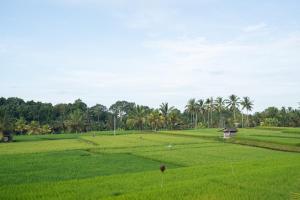 Uma Sebatu Villa外面的花园