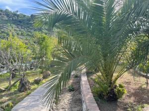 a palm tree in a garden next to a road at The Nook at Monda in Monda