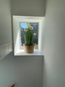 une plante dans un panier sur un rebord de fenêtre dans l'établissement Mayfair, Tintagel 3 bed sleeps 6, à Tintagel