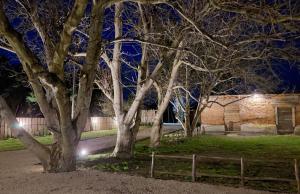 un groupe d'arbres dans un parc la nuit dans l'établissement Zacisze Pod Orzechem, à Kazimierz Dolny