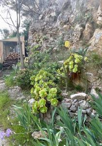 Vonkajšia záhrada v ubytovaní MAISON indépendante VUE MER au cœur de la NATURE