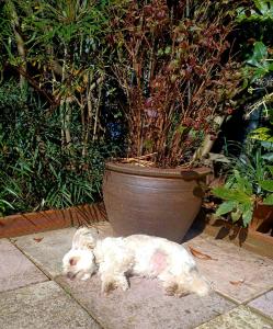 a white dog laying on the ground next to a potted plant at Belle Dene Guest House in Paignton