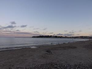 a bird standing on a beach near the water at The Edenhurst Guesthouse in Weymouth