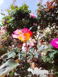 una rosa rosa y amarilla en un jardín en Las/Rosas, en Orgaz