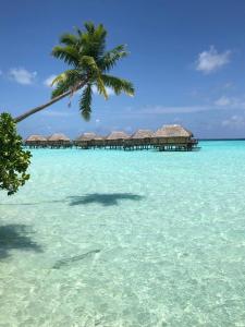 a beach with a palm tree and huts in the water at Catamaran Apetahi in Uturoa