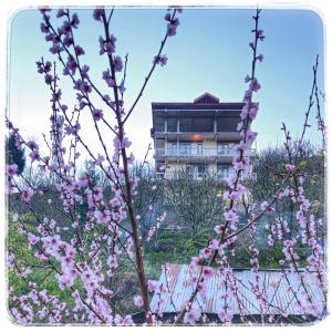 a tree with pink flowers in front of a building at La Heim Hostels in Manāli