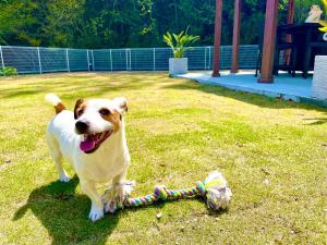 Um cão está a brincar com um brinquedo na relva. em 一棟貸別荘! Ohama Beach House & BBQ! 大浜海水浴場まで徒歩10分! Pets welcome! em Shimoda