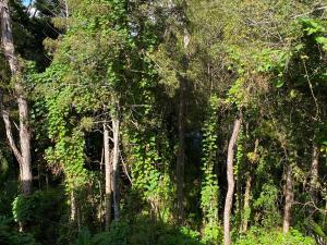 a forest filled with lots of trees with green leaves at Bush , birds and relaxing moments in Auckland