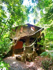 Gallery image of Rainforest Hideaway in Cape Tribulation