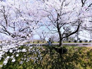 een persoon die op een motor rijdt onder een boom met roze bloemen bij 静かに過ごす室内テント Staying quietly indoor tent in Takashima