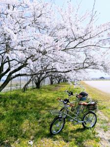 ein Fahrrad, das im Gras unter einem Baum parkt in der Unterkunft 静かに過ごす室内テント Staying quietly indoor tent in Takashima