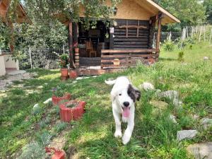 a dog standing in the grass in front of a cabin at Căsuțele dintre vii in Runcu