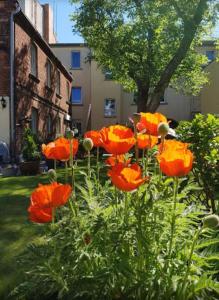 un grupo de flores naranjas en un patio en City Appartement mit Garten, zentral und trotzdem ruhig, en Cottbus