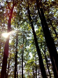 un bosque con el sol brillando entre los árboles en Ferienwohnung Bodensee Haus Franziskus, en Herdwangen-Schönach