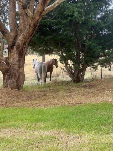 dois cavalos num campo ao lado de uma árvore em Wattle Cottage em Mandurama