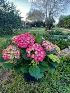 a bouquet of pink flowers in a garden at Agriturismo Il Cipresso in Vada