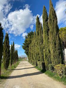 uma fila de árvores numa estrada de terra batida em Maison d'hôtes, superbe et spacieuse ,dans un cadre charmant calme et verdoyant em Pernes-les-Fontaines