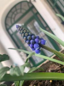 Fotografia z galérie ubytovania Forst-Ház Apartman v destinácii Eger