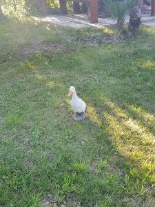 a duck standing on the grass in a field at Agriturismo Il Cipresso in Vada