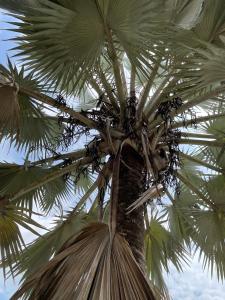 Fotografie z fotogalerie ubytování La Manola Finca Hotel v destinaci Doradal