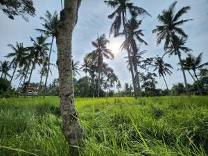 a group of palm trees in a field at casa idea ubud in Ubud
