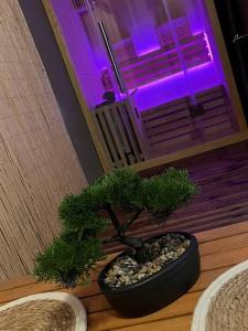drzewo bonsai siedzące na stole z fioletowym światłem w obiekcie La suite w mieście Castelnau-le-Lez