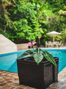 een plant in een zwarte pot naast een zwembad bij Albergue Turístico Gstir in Pozuzo