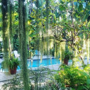 uma piscina num jardim com plantas penduradas em Orchid Cottage em Kingston