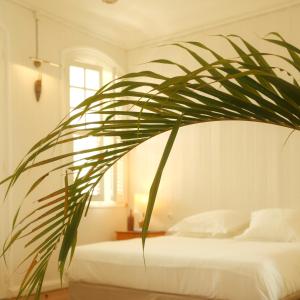 a bedroom with a bed and a palm plant at Maison Victoire, Pointe-à-Pitre in Pointe-à-Pitre