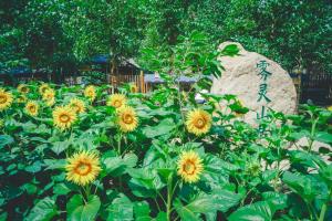 Κήπος έξω από το Starstay Wuling Mountain B&B