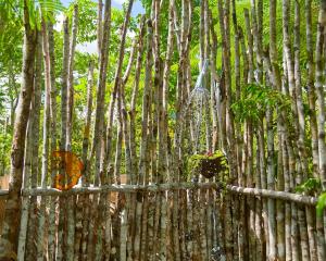 un grupo de árboles en un bosque de bambú en GuaiGüí Bayahibe en Bayahibe
