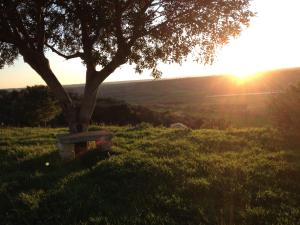 a bench under a tree in a field with the sunset at Masseria Strada Agriturismo in Ginosa