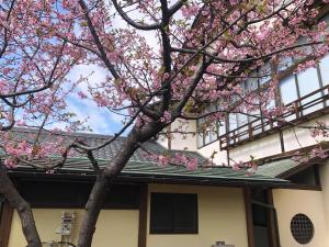 un árbol con flores rosas delante de un edificio en フクロウの御宿　新館, en Fuefuki