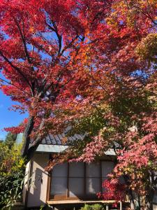 un árbol con hojas rojas delante de una casa en フクロウの御宿　新館, en Fuefuki