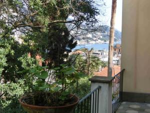 balkon z drzewem i widokiem na wodę w obiekcie Villa Olimpo w Rapallo