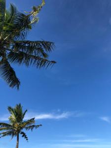 a palm tree with a blue sky in the background at Shero Villa in Flic-en-Flac