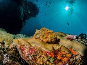 un primer plano de un arrecife de coral con el océano en Raja Ampat Dive Lodge, en Pulau Mansuar