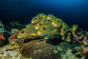 a group of turtles laying on the reef at Raja Ampat Dive Lodge in Pulau Mansuar