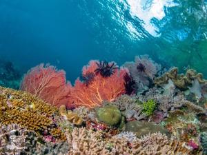 um recife de coral com muitos tipos diferentes de organismos em Raja Ampat Dive Lodge em Pulau Mansuar