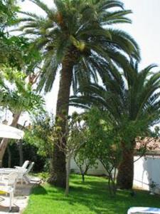 a couple of palm trees in a yard with chairs at Hotel Pierre Loti in Juan-les-Pins