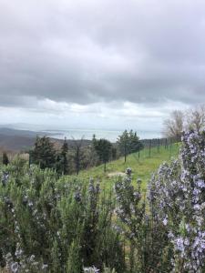 um campo de flores roxas numa colina com árvores em Case vacanze Villini panoramici sul Lago Trasimeno em Castel Rigone