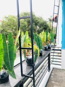 Gallery image of An's Family Homestay Hoi An - 5mins walk to Hoi An Ancient Town in Hoi An